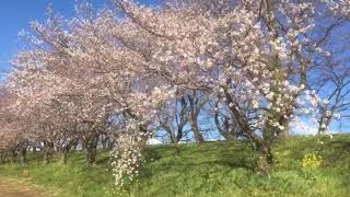 さくら堤公園 桜\u0026菜の花(比企郡吉見町)