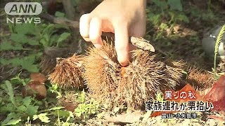 実りの秋、家族連れが栗拾い　富山・小矢部市(14/09/27)