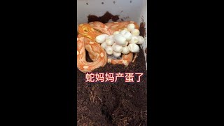 蛇妈妈产蛋了????#宠物蛇 #爬宠 #玉米蛇#爬宠日常~喜欢么~害怕么~各类爬宠，冷血动物的习性和喂养日常【隐士爬宠】