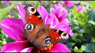 Aglais io, European Peacock Butterfly