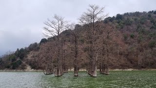 #АНАПА СУККО КИПАРИСОВОЕ ОЗЕРО: КИПАРИСЫ СНОВА В ВОДЕ