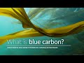 What is blue carbon?