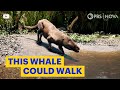 The Whale That Could Walk | NOVA | PBS