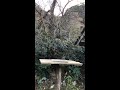 【いなか猫】番外編　野鳥（ヤマガラ）の食事風景 ＃shorts