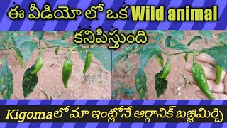 kigoma లో మా ఇంటి పెరటిలోని ఆర్గానిక్ కూరగాయల గార్డెన్ -4 బజ్జి మిర్చి మొక్కలు