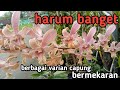 BERBAGAI VARIAN ANGGREK CAPUNG YANG MEKAR DI KEBUN