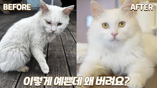 버려진 길 위에서 하염없이 가족을 기다리던 유기묘의 구조부터 입양까지 몰아보기