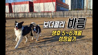 보더콜리 강아지 생후 5개월~6개월까지 성장일기 / Border collie puppy growing up 5 - 6months