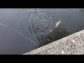 big pike streetfishing in an amsterdam canal