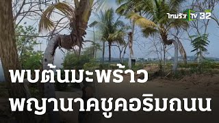 พบต้นมะพร้าวพญานาคชูคอริมถนน | 25-05-66 | ตะลอนข่าว