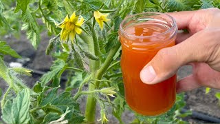 Tomatoes will instantly bear fruit, they will not hurt! Important feed in June!