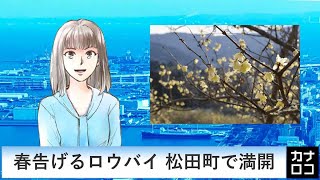 春告げるロウバイ 松田町で満開　AIアナ・２月１日／神奈川新聞（カナロコ）