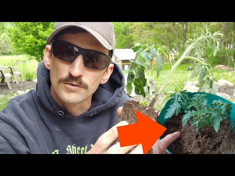 What does an overwatered tomato plant look like?