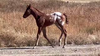 Meet Juniper: The Stunning Irish Sporthorse x Appaloosa Filly