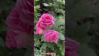 Summer Romance by Kordes Aug 29, 2024 #rose