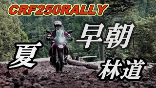 夏の林道は早朝に♪CRF250RALLY