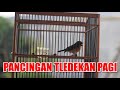 Suara Burung Tledekan Pagi Hari, Pancingan Binbin Gunung Biar Gacor