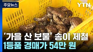 '가을 산의 보물' 송이 제철...1등품 1kg 경매가 54만 원 / YTN