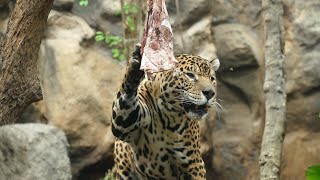 Jaguars environmental enrichment