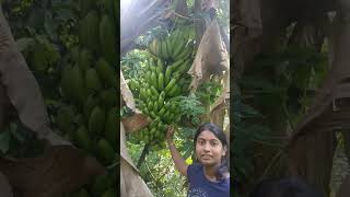 50 കിലോ ഭാരമുള്ള റോബസ്റ്റ  #banana  #farming