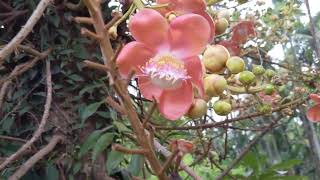 Rare flower Nagalinga or Nagasampige from the garden