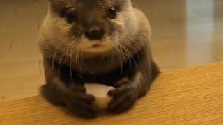 カワウソさくら テンションが上がりすぎてぴょんぴょんするカワウソ otter that lifts its mood and bounces