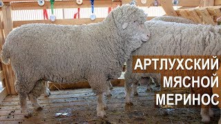 Артлухский мясной меринос. СПК \