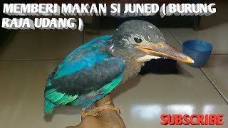 Keindahan Bulu Burung Tengkek Raja Udang