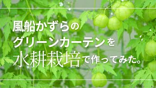 風船かずらのグリーンカーテンを水耕栽培スポンジで作ってみた。