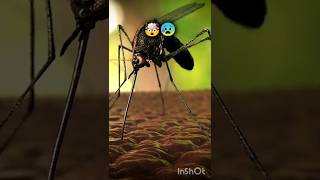 🤯....How does a mosquito bite 🤔❓ #shorts #youtube #youtubeshorts