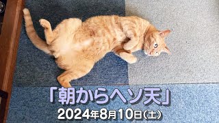 我が家の猫たち「朝からヘソ天」2024年8月10日(土) \