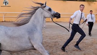 رشاقة المهره العربي| Arabian Horse Show