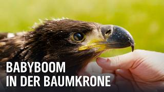 Seeadler: Brut-Rekord in Mecklenburg-Vorpommern | Die Nordreportage | NDR Doku