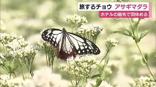 旅するチョウ「アサギマダラ」　今年も飛来しホテルの庭先で羽休める　静岡・下田市