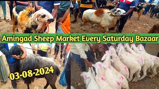 ಅಮೀನಗಡ ಕುರಿ ಮತ್ತು ಮೇಕೆ ಮಾರುಕಟ್ಟೆ | 03-08-2024 | karnataka Amingad sheep market | ಪ್ರತಿ ಶನಿವಾರ |