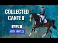 UPDATE:The Canter- Working on Collection