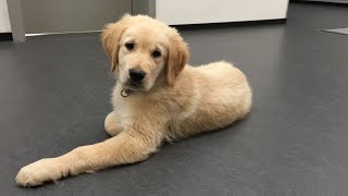 Golden Retriever Ole wird zum Rettungshund ausgebildet