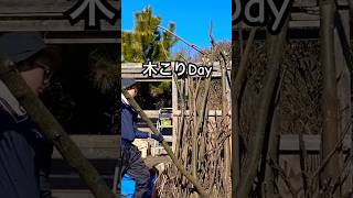 【田舎暮らし】裏庭の木の伐採の作業🌲#shorts #庭仕事 #diy