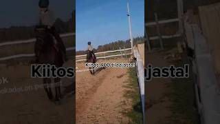 #horse #heppa #hevonen #horses #400 #tysmfor400