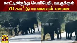 காட்டிலிருந்து வெளியேறி, ஊருக்குள் 70 காட்டு யானைகள் வலசை | Hosur