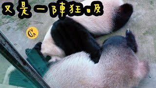 圓寶喝完奶原地昏睡中|熊貓貓熊The Giant Panda Yuan Yuan and Yuan Bao|台北市立動物園