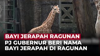 PJ Gubernur Jakarta Beri Nama Bayi Jerapah di Ragunan | Onenews Update