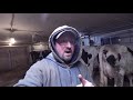 the how and why milk cows will get a twisted stomach displaced abomasum part 2