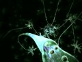 neurotransmitter synapse 3d animation 640x480