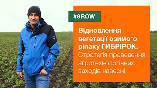 Озимий ріпак ГИБРІРОК. Відновлення вегетації. Стратегія проведення агротехнологічних заходів | #GROW