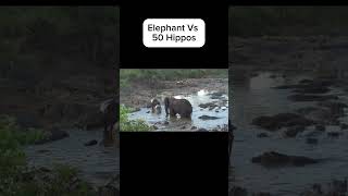 50 hippos make way for an elephant #animals #safari #rescue #elephant #hippo #wildlife