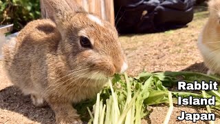 可愛すぎる子うさぎ2羽！水菜のおいしさを知ってしまい爆食い