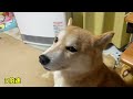 何度も申し訳なさそうにこちらを見る柴犬