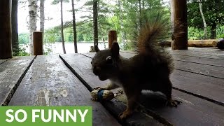 Red squirrel completely baffled by peanut prank