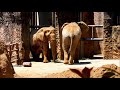 鉄製フィーダー　african elephant アフリカゾウ